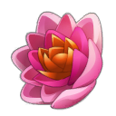 Lotus de Nenufor